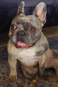 Success Stories 25 Levi the French Bulldog smiling in his new home, a happy French Bulldog adoption story.