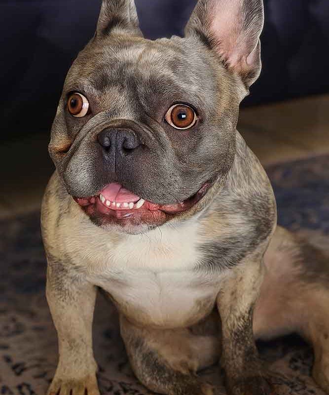 Levi the French Bulldog smiling in his new home, a happy French Bulldog adoption story.