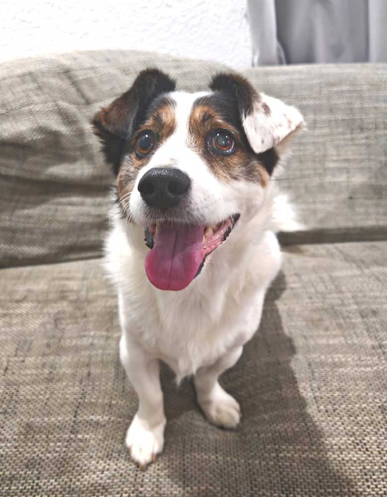 happy 7 year old male Corgi