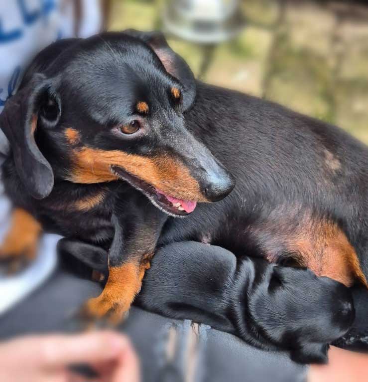 #259 Gauteng, Kempton Park ~ Adopt Bella Female Dachshund Mom and Puppy