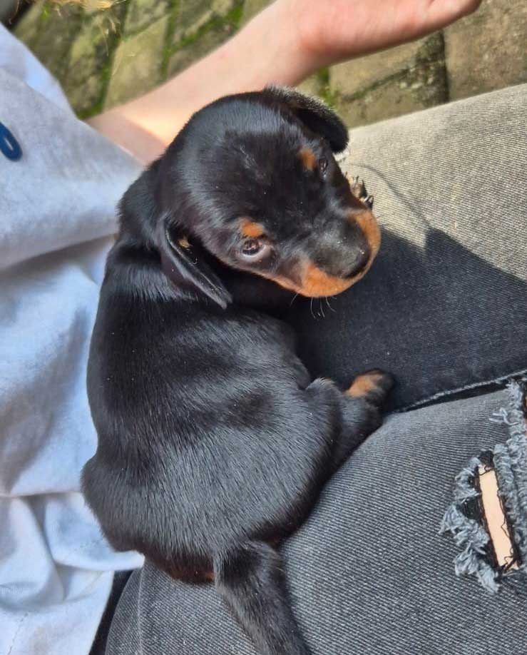 2 week old female Dachshund puppy