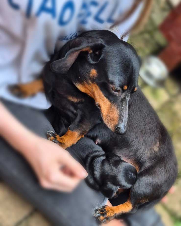 Bella female Dachshund mom