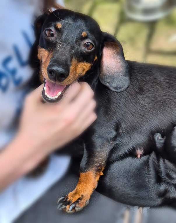 Adopt Bella Female Dachshund Mom and Puppy