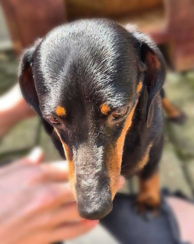 Bella female Dachshund mom