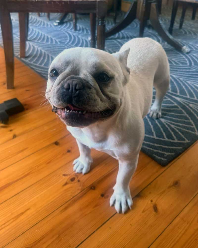 #265 ALREADY ADOPTED - Gauteng, Benoni ~ Adopt Bella Female French Bulldog 5 Bella-Female-French-Bulldog