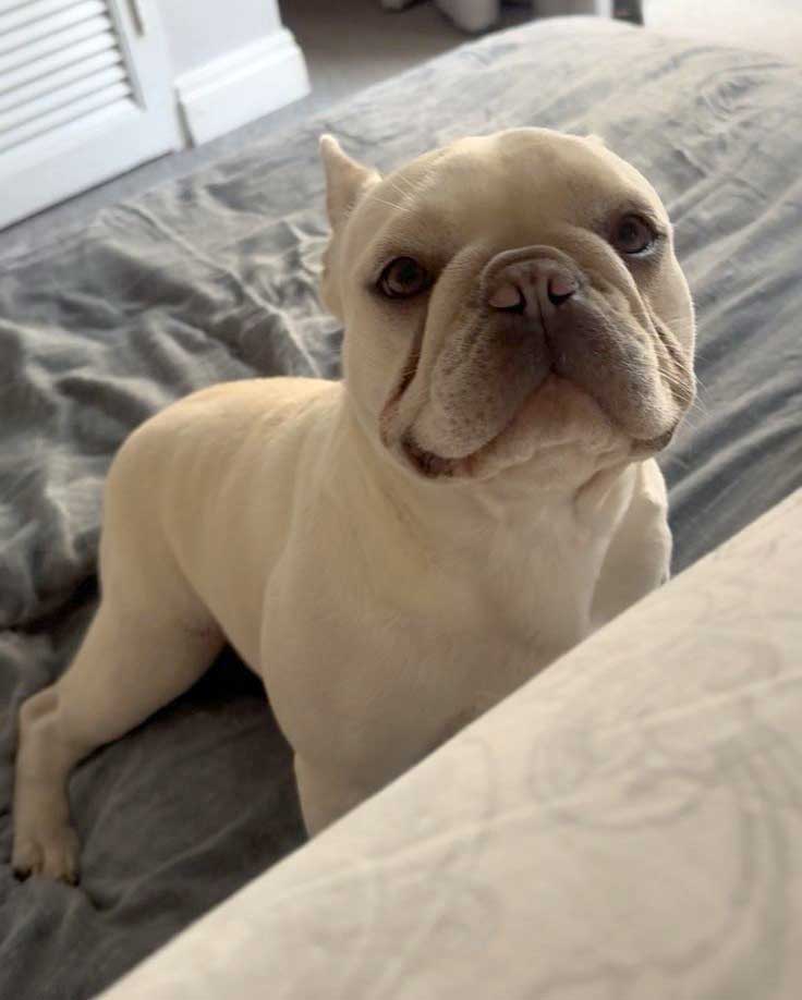 #265 ALREADY ADOPTED - Gauteng, Benoni ~ Adopt Bella Female French Bulldog 3 3-year-old Bella is a white female French Bulldog