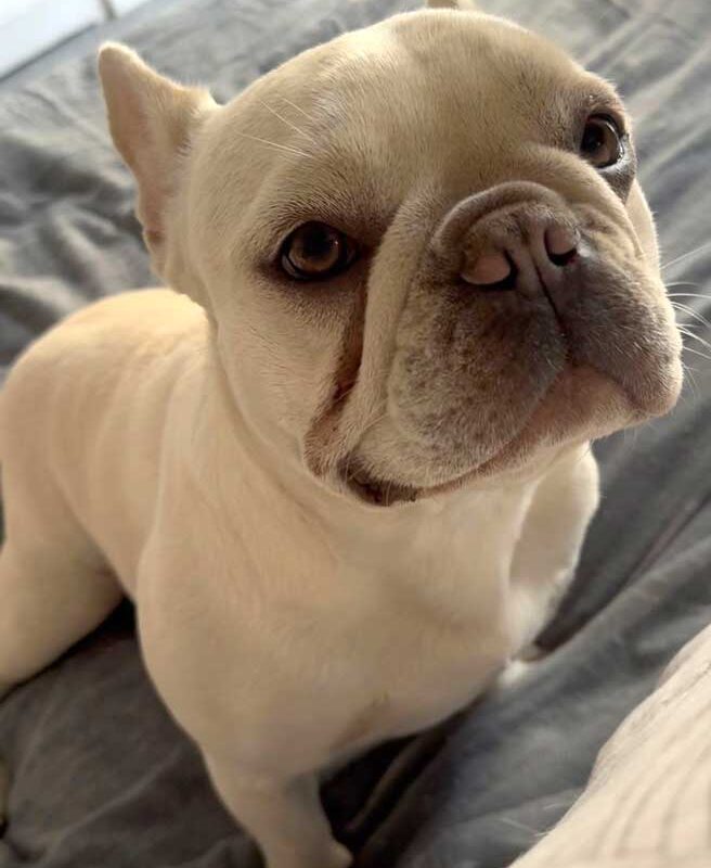 Adopt Bella White Female Frenchie