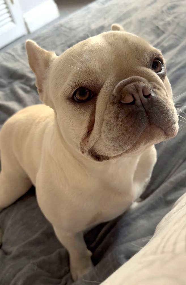 #265 ALREADY ADOPTED – Gauteng, Benoni ~ Adopt Bella Female French Bulldog