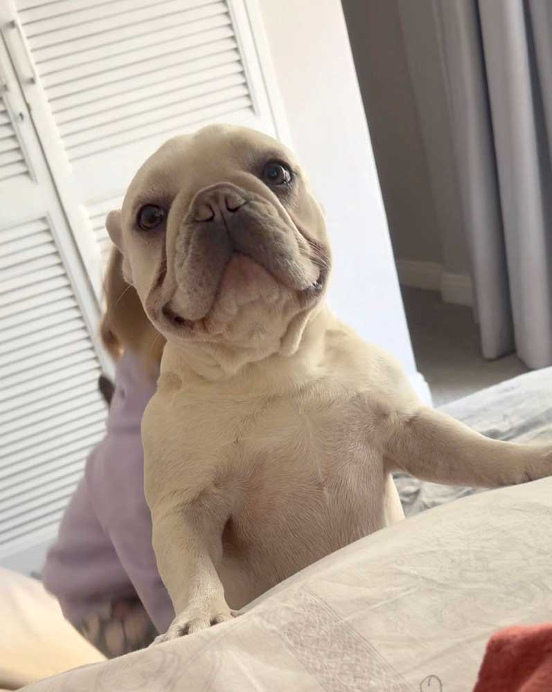 #265 ALREADY ADOPTED - Gauteng, Benoni ~ Adopt Bella Female French Bulldog 4 French Bulldog Female