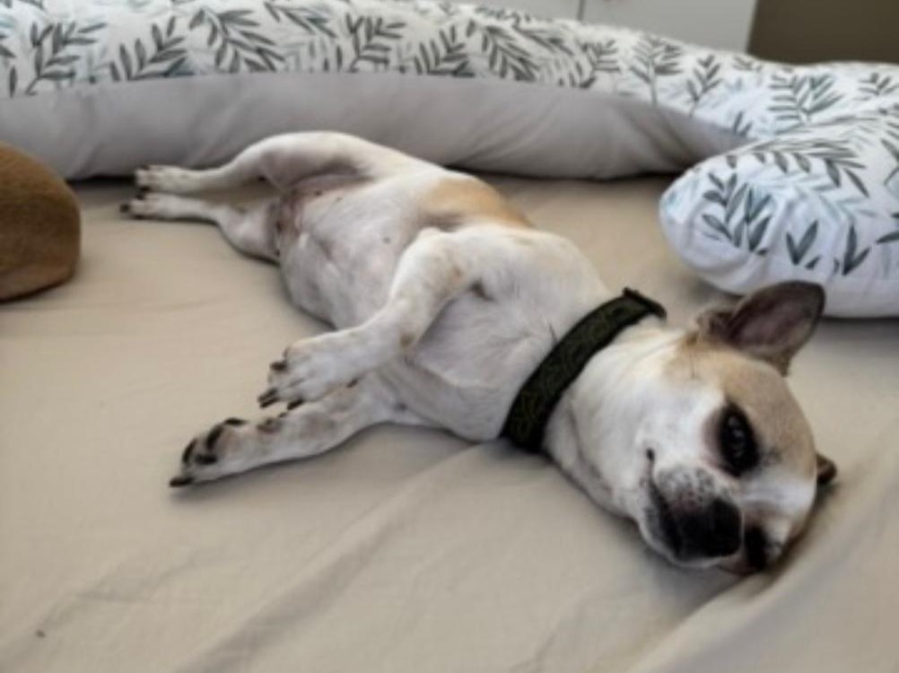 small Chihuahua female sleeping on the bed