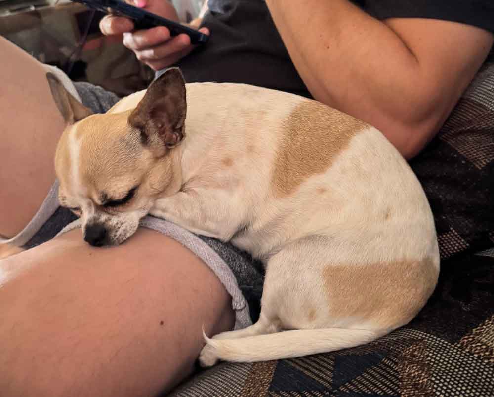 Female Chihuahua sleeping on a lap