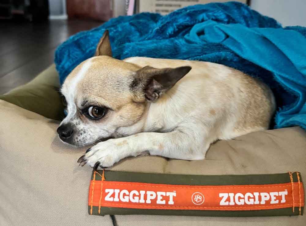 #269 ALREADY ADOPTED – Eastern Cape, Port Elizabeth ~ Adopt Merlot Female Chihuahua