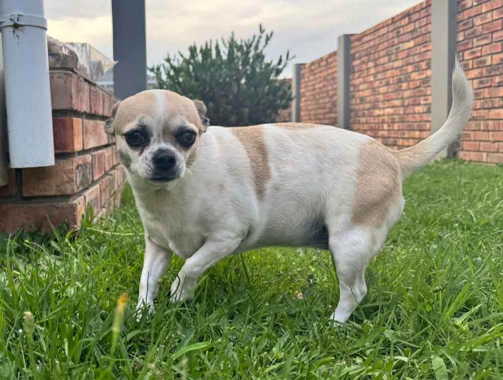young female Chihuahua