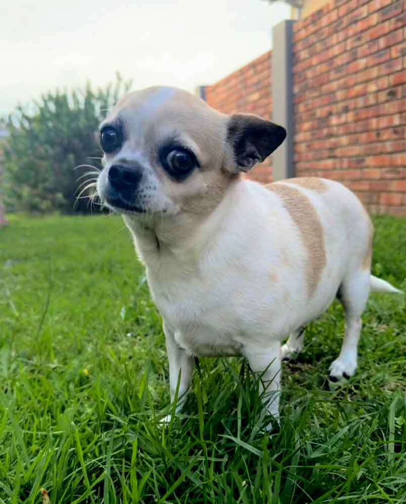 4 year old Chi