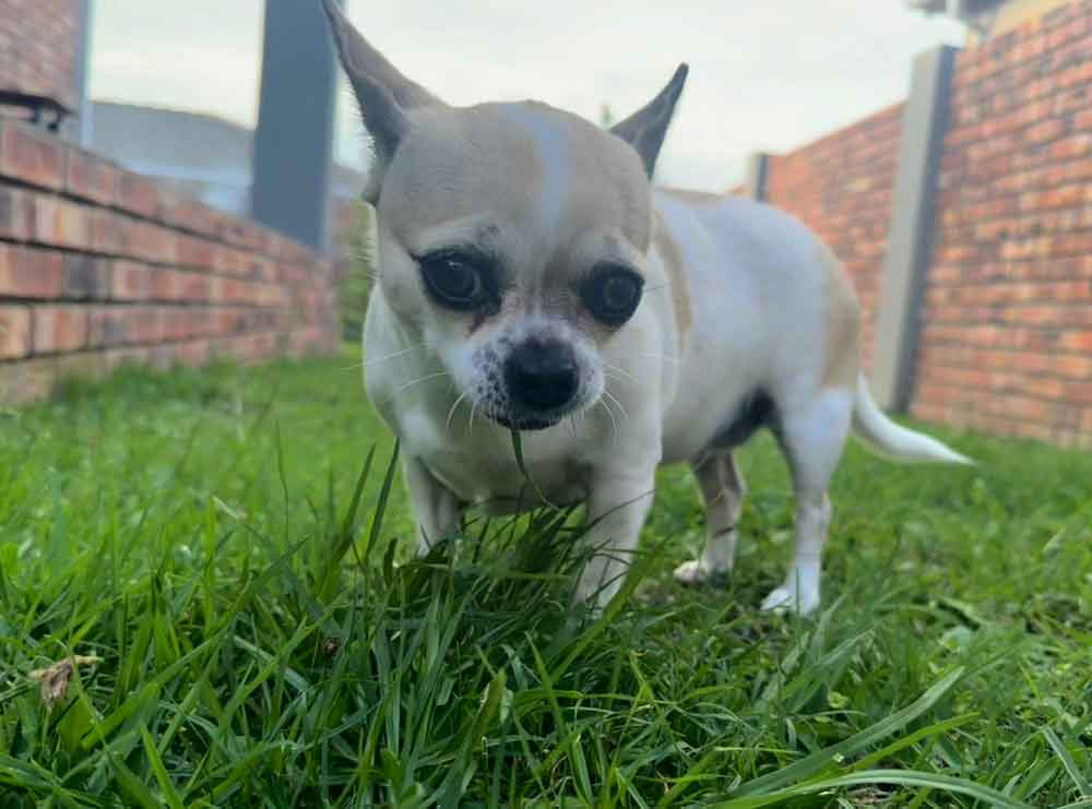 Merlot female Chihuahua