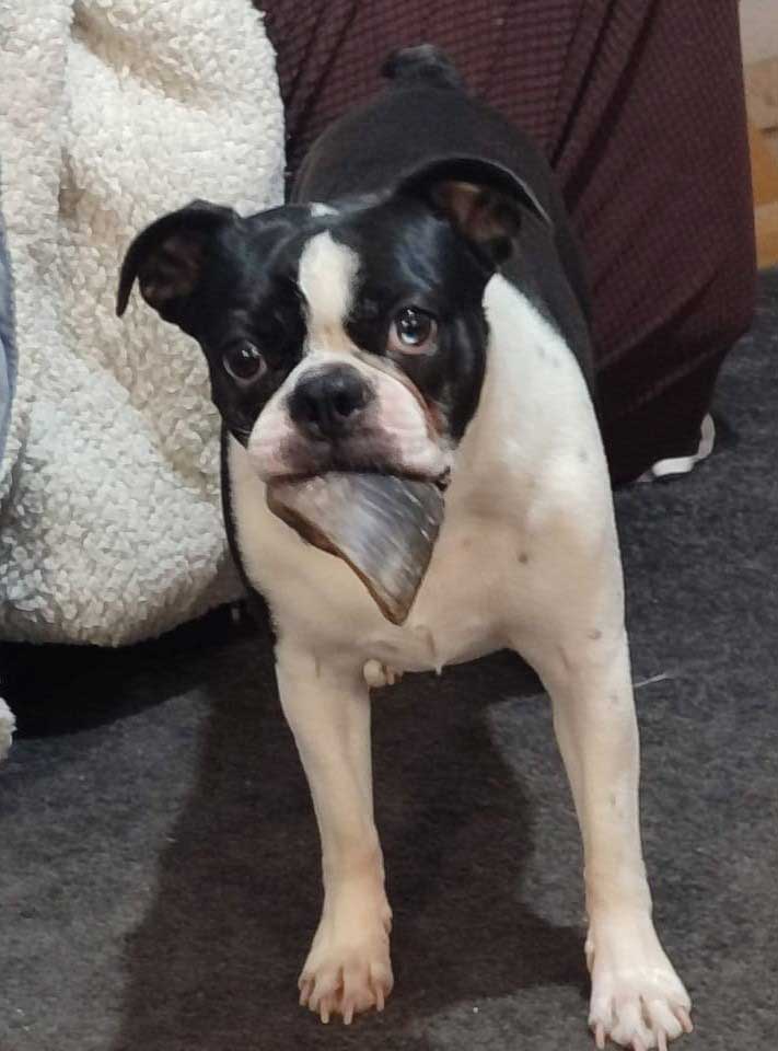 Cooper – Male Boston Terrier