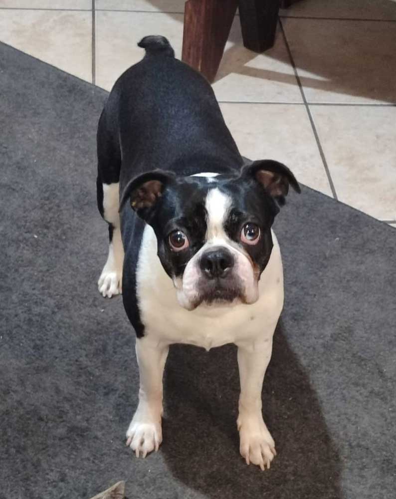 Cooper – Male Boston Terrier