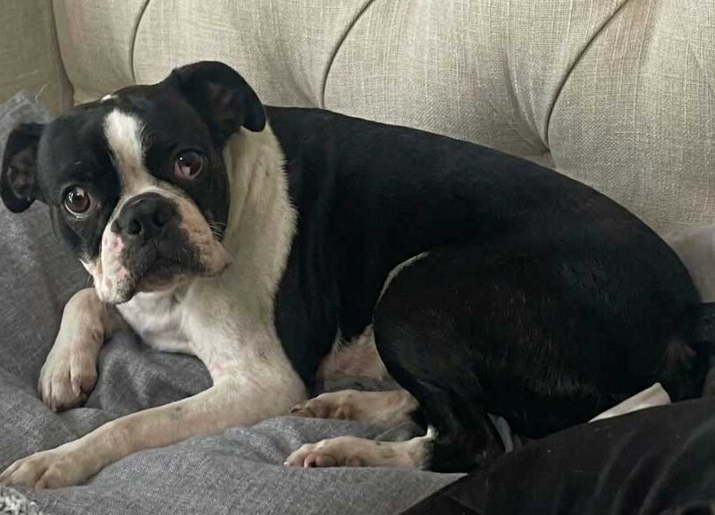 Cooper – Male Boston Terrier