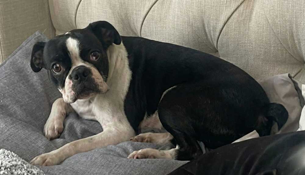 #261 Gauteng, Randburg ~Adopt Cooper Boston Terrier