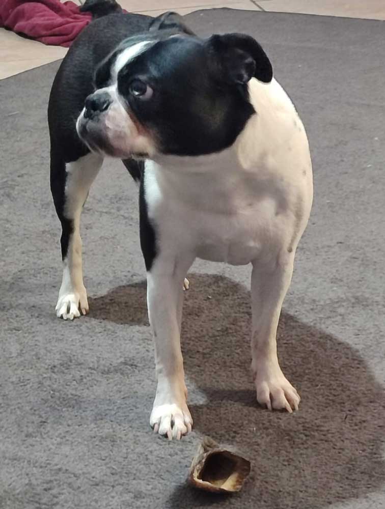 Cooper – Male Boston Terrier
