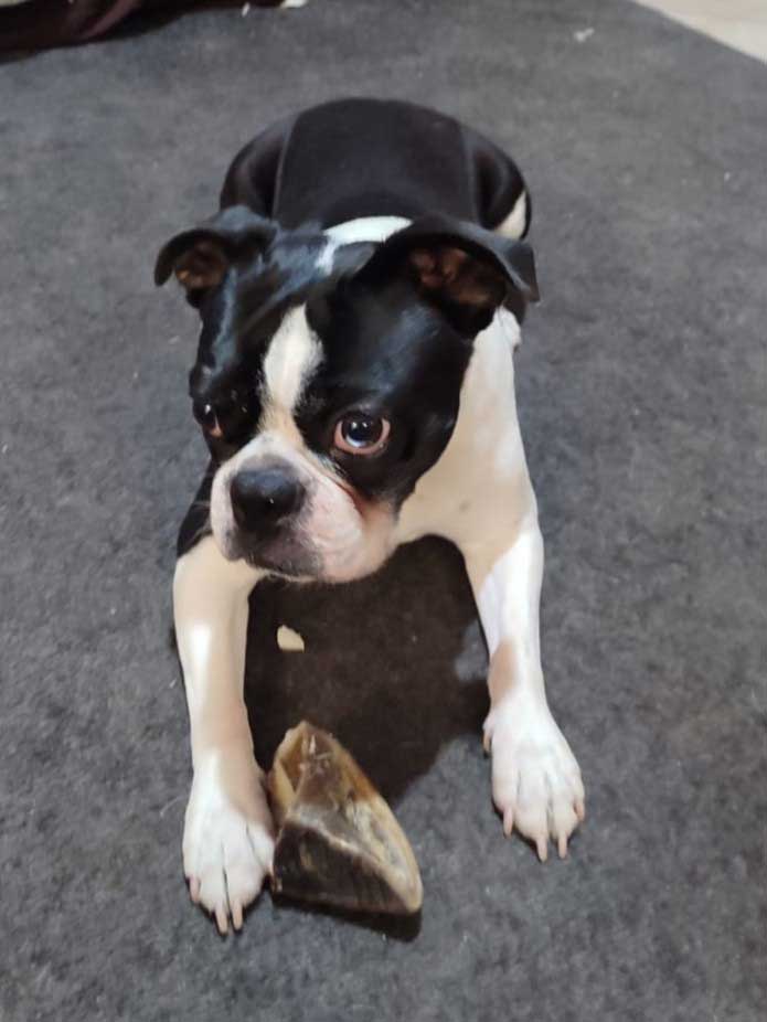 Cooper – Male Boston Terrier