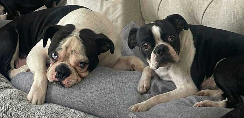 Adopt Diesel & Cooper Boston Terriers