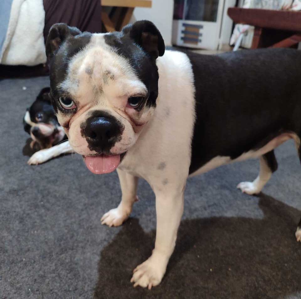 Diesel – Male Boston Terrier