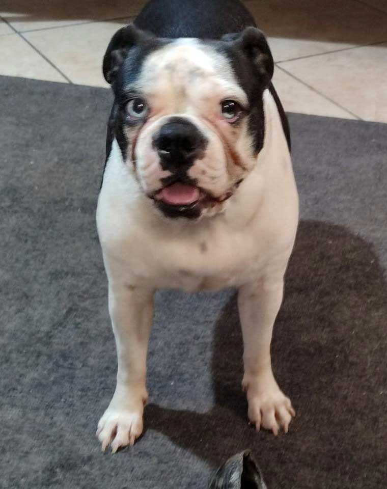 Diesel – Male Boston Terrier