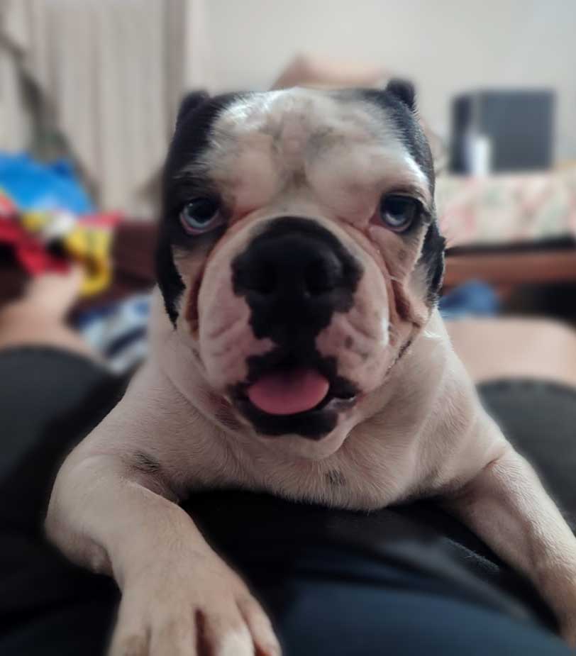 Diesel – Male Boston Terrier