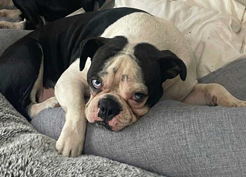 Diesel – Male Boston Terrier