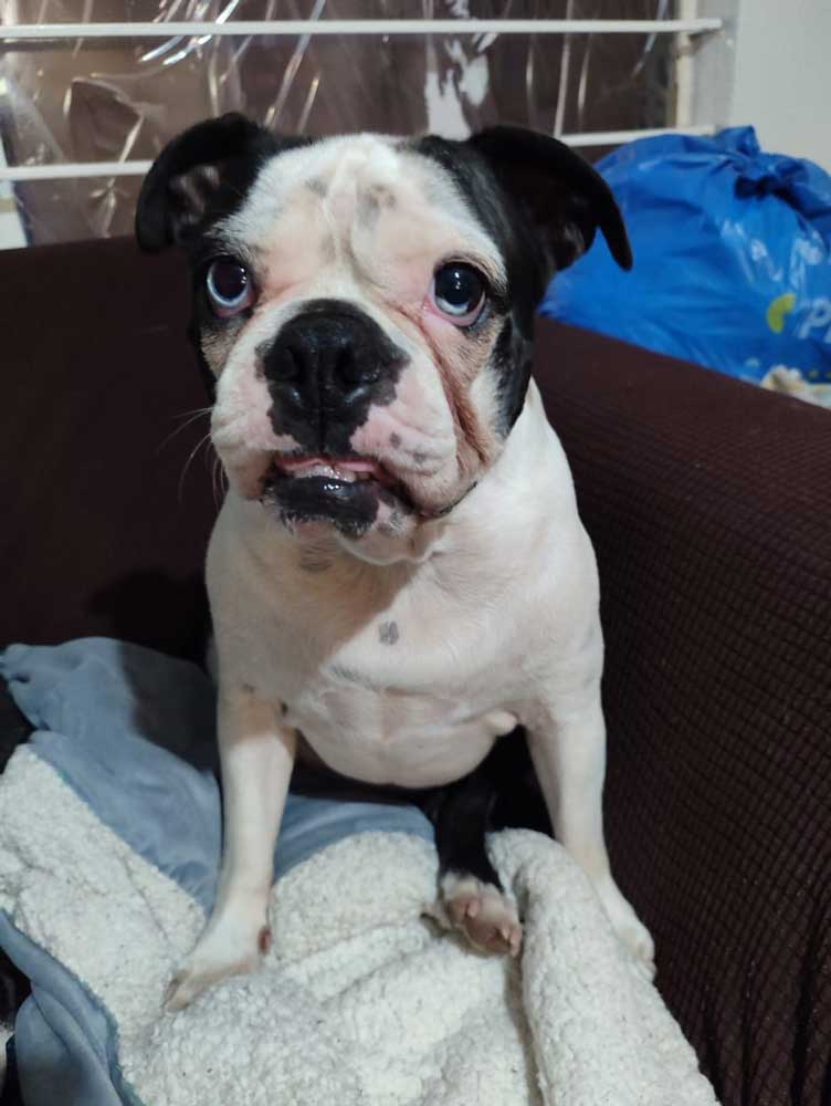 Diesel – Male Boston Terrier