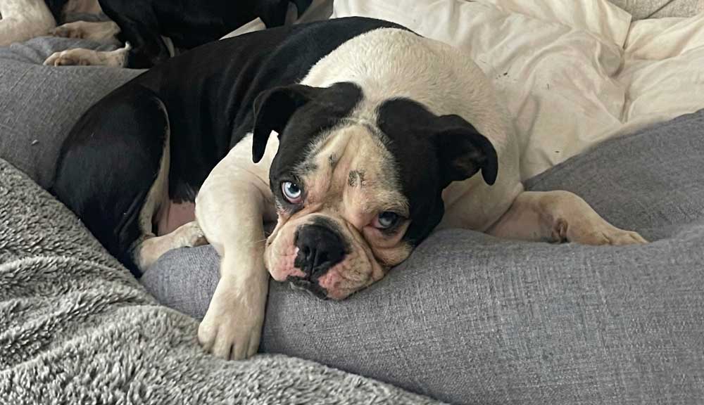 #261A Gauteng, Randburg ~Adopt Diesel Boston Terrier