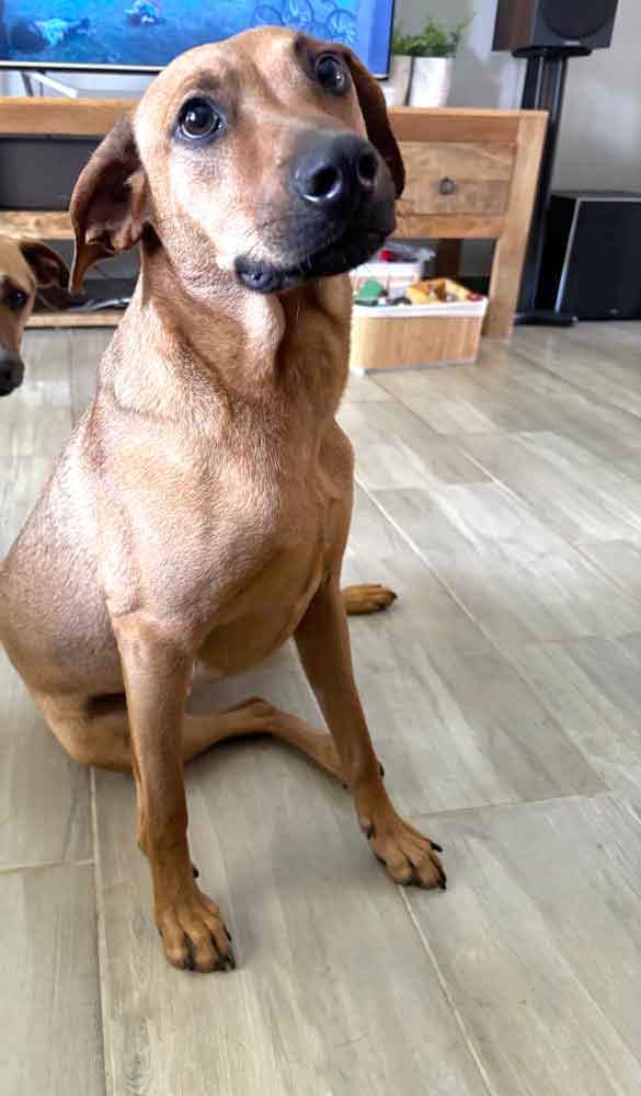 mixed breed male dog