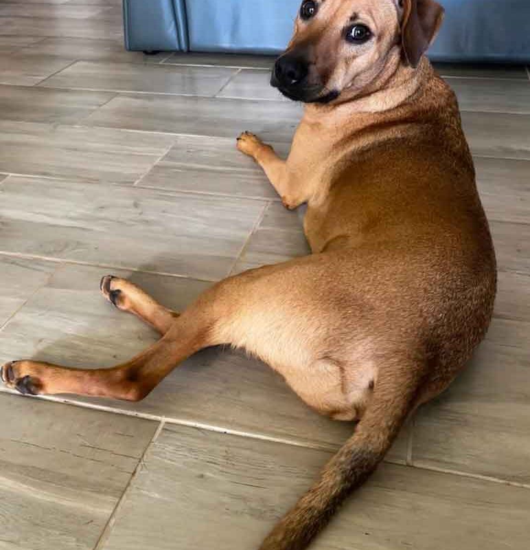 dingo male mixed breed