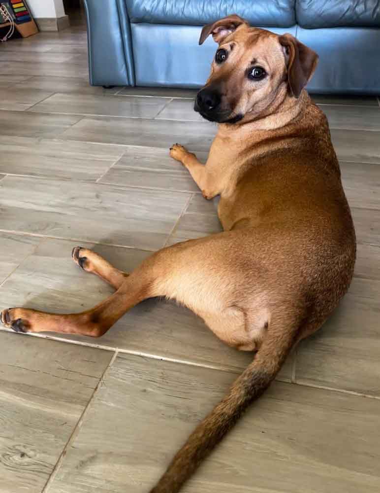 #222A Gauteng, Centurion ~ Adopt Dingo Mixed Breed Male