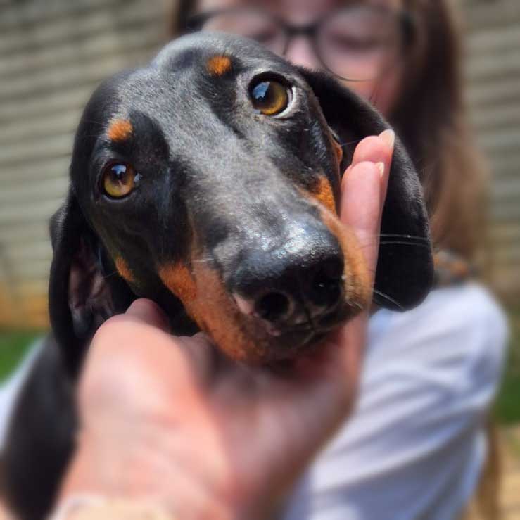 #260 Gauteng, Kempton Park ~ Adopt Duke Male Dachshund