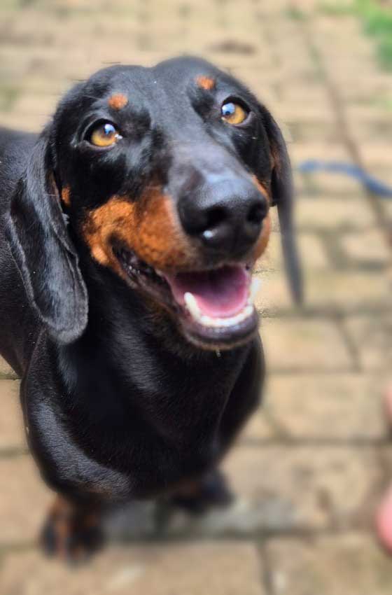 4-year-old male Dachshund