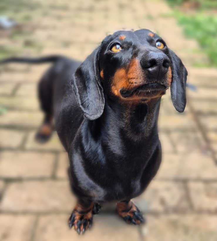 4-year-old male Dachshund