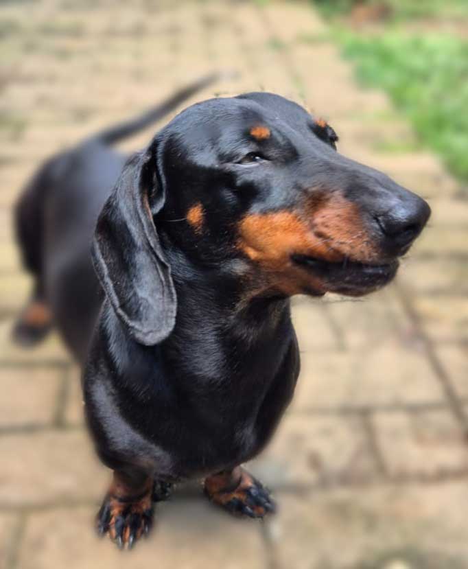 active male Dachshund 