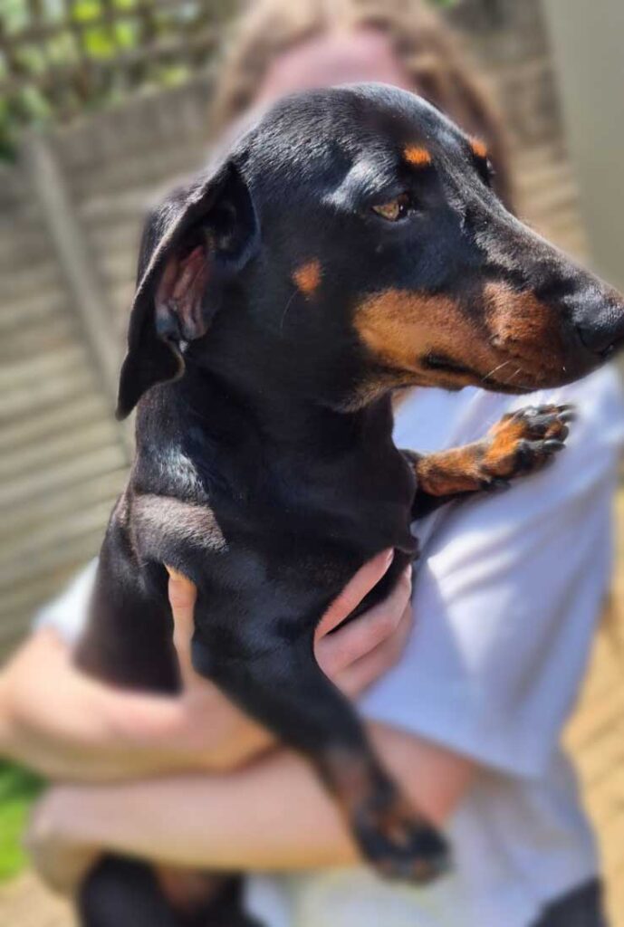 happy male Dachshund