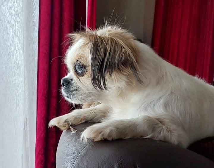 #268 ALREADY ADOPTED - Gauteng, Boksburg ~ Adopt Female Pekingese Pippie 2 Female Pekingese Pippie is a 6-year-old
