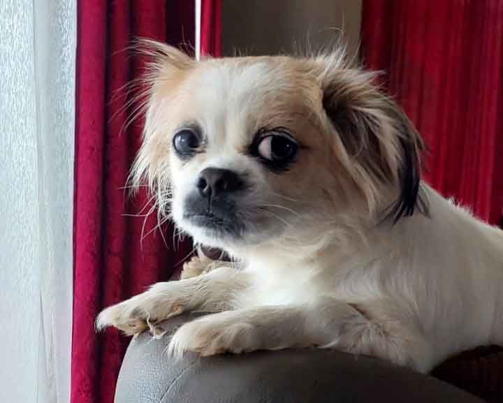 Adopt Female Pekingese Pippie