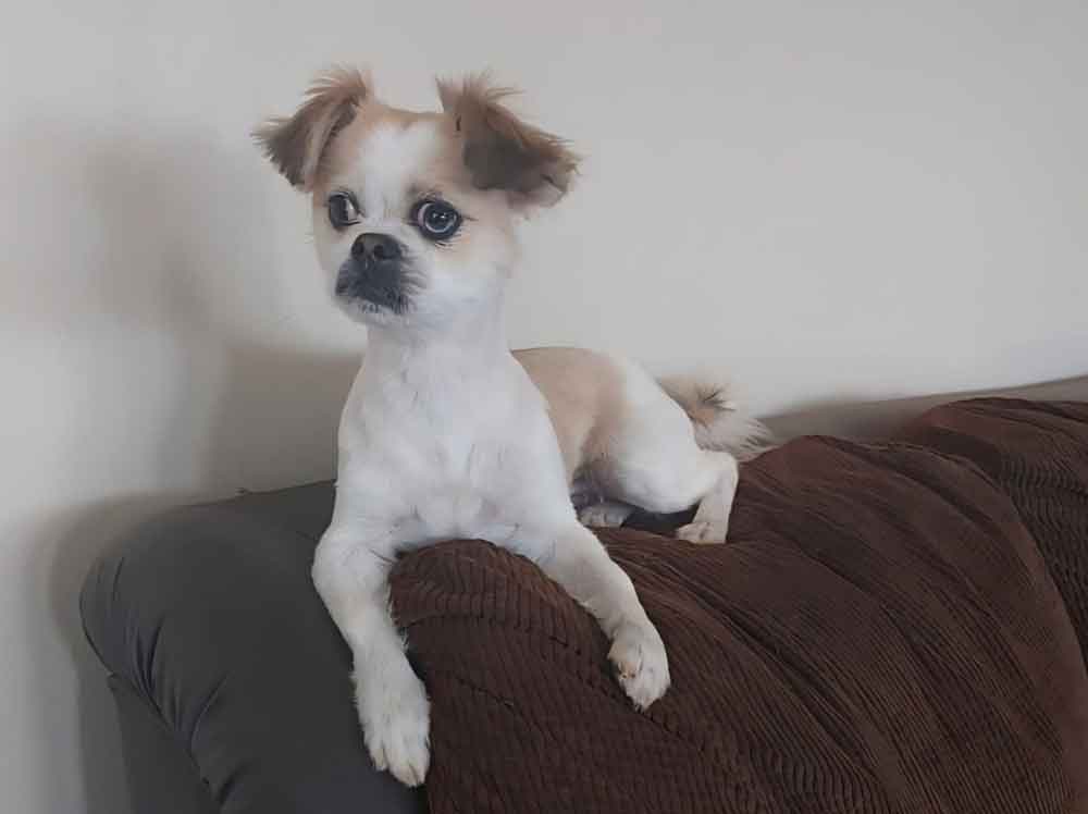 #268 ALREADY ADOPTED - Gauteng, Boksburg ~ Adopt Female Pekingese Pippie 3 female Pekingese