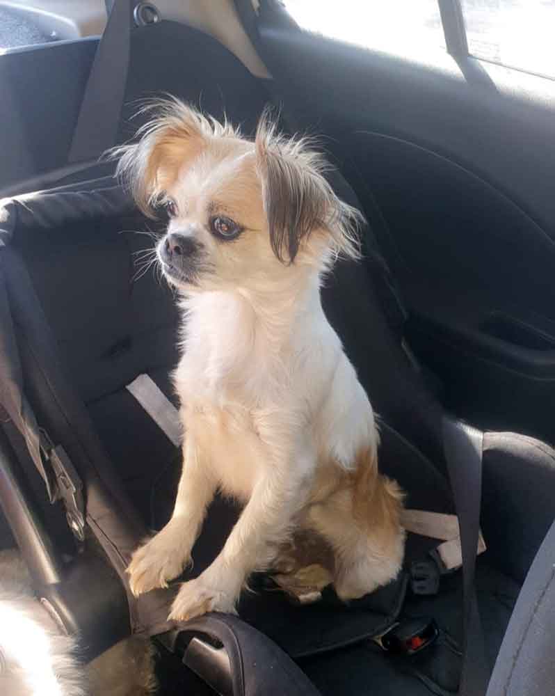 #268 ALREADY ADOPTED - Gauteng, Boksburg ~ Adopt Female Pekingese Pippie 4 Female Peke