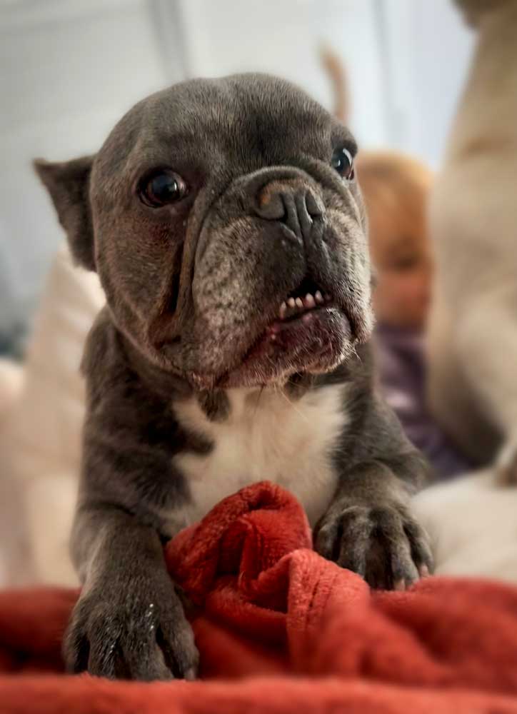 Energetic Male French Bulldog