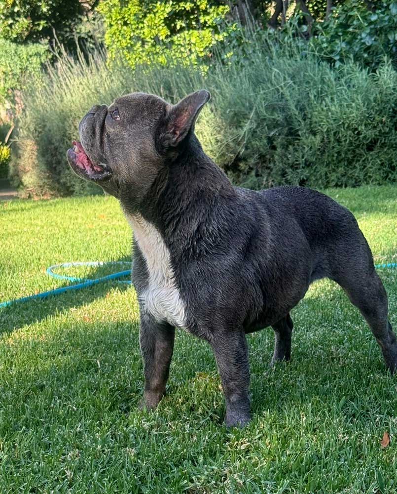 male Frenchie