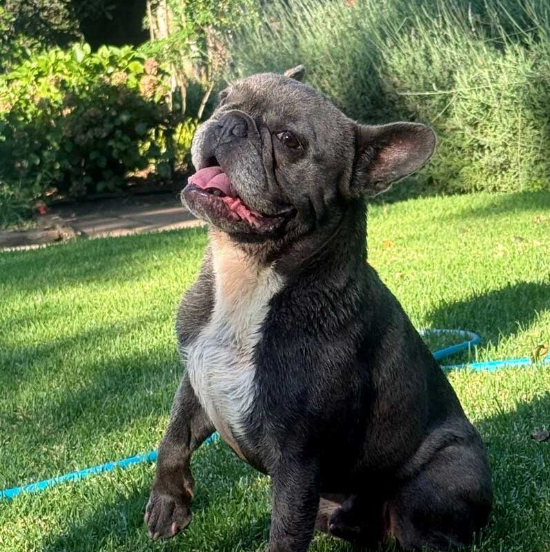 Adopt Harley Male French Bulldog