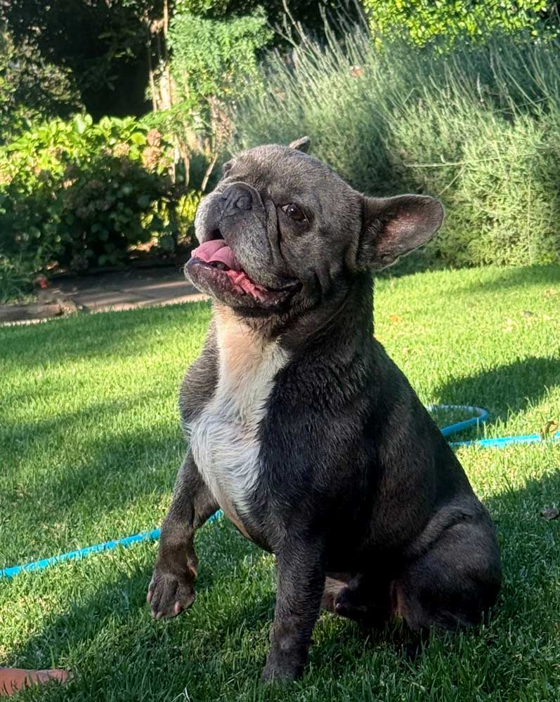 #266 ALREADY ADOPTED – Gauteng, Benoni ~ Adopt Harley Male French Bulldog