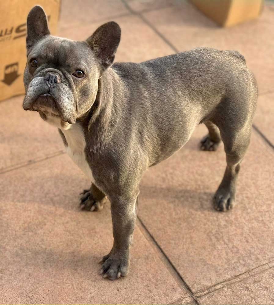Adopt Harley Male French Bulldog