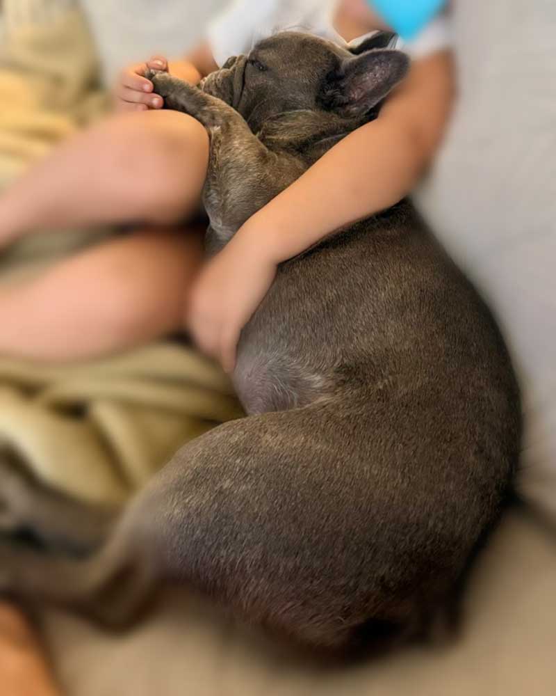 Frenchie loves children